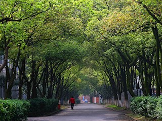 林蔭大道